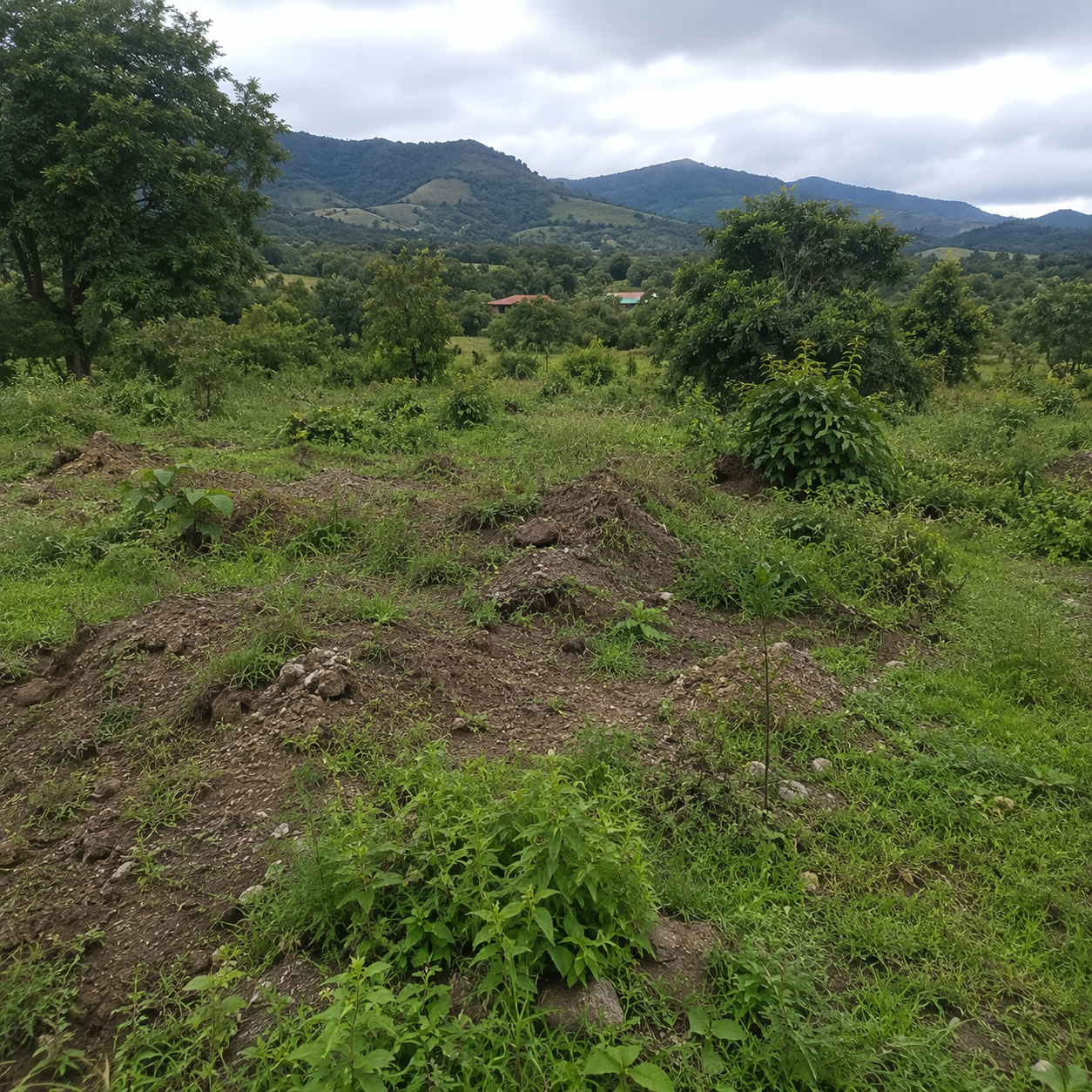 Terreno con vegetación densa — antes de excavación Maquivial