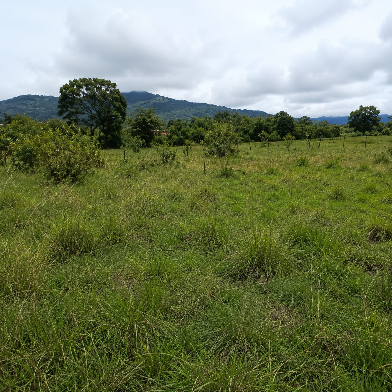 Lote con pasto irregular y montículos — antes de nivelación Maquivial